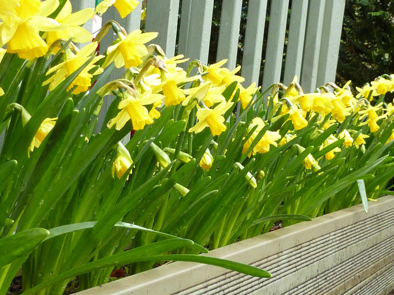 Easter planter box filled with yellow daffodils or narcissus in spring sunshine conceptual of the season and holiday period