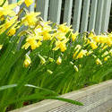 17345   Easter planter box filled with yellow daffodils