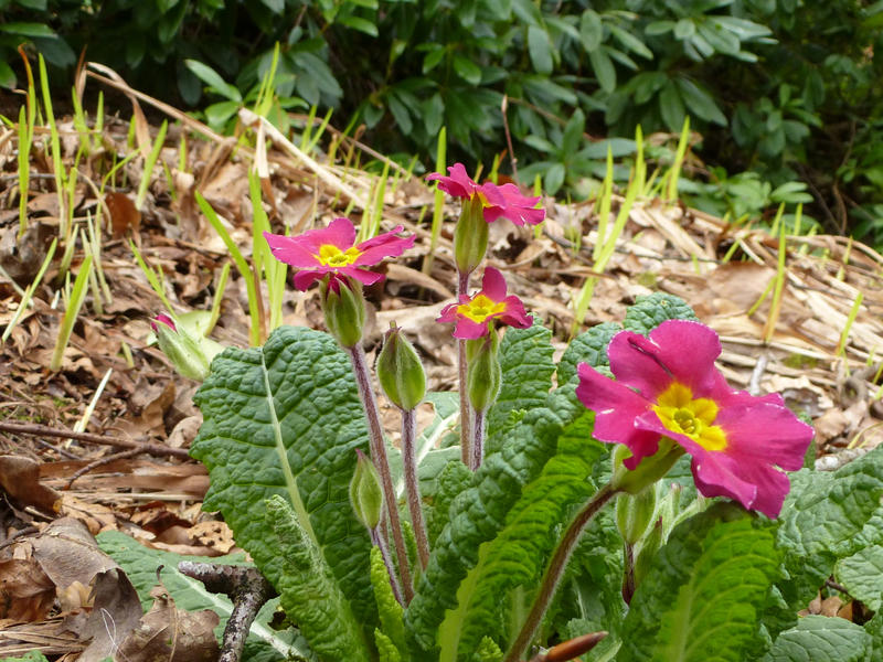 Pretty yellow and red primulas growing in woodland in a close up low angle view symbolic of the spring season