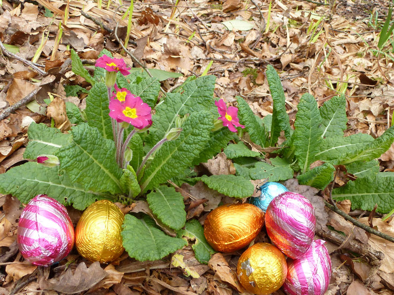 collection of colorful foil chocolate Easter eggs in woodland arranged around a pretty pink primula plant for the traditional kids egg hunt