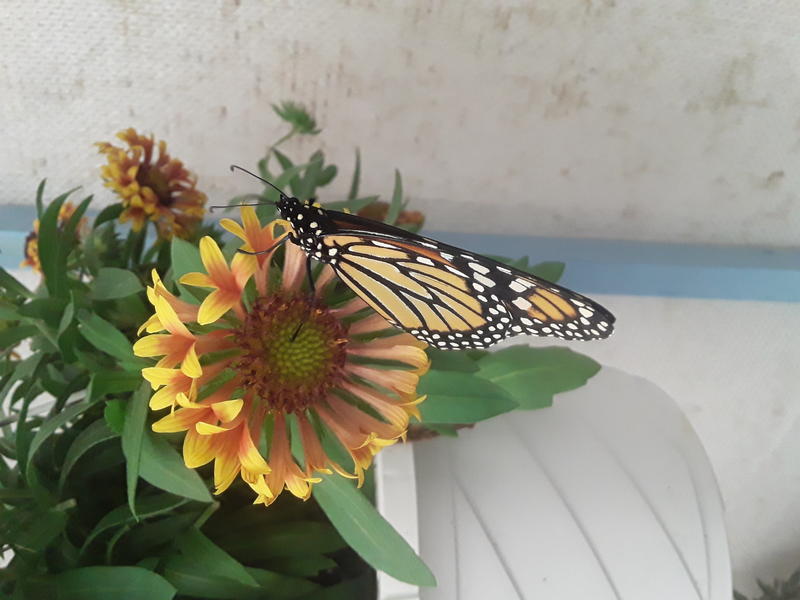 <p>A monarch butterfly</p>
A monarch butterfly on a flower