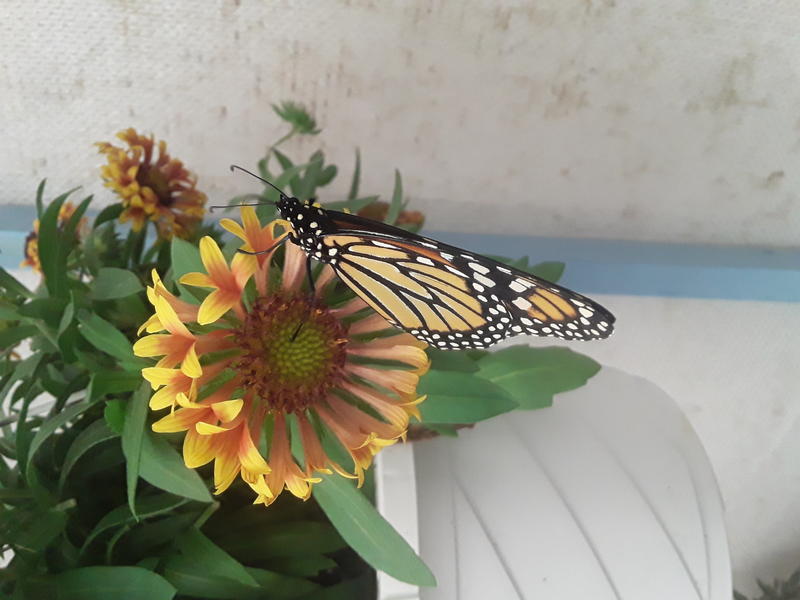 <p>A monarch butterfly</p>
A monarch butterfly on a flower