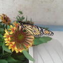 17565   A monarch butterfly