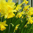 17351   Yellow Spring daffodils growing in a planter