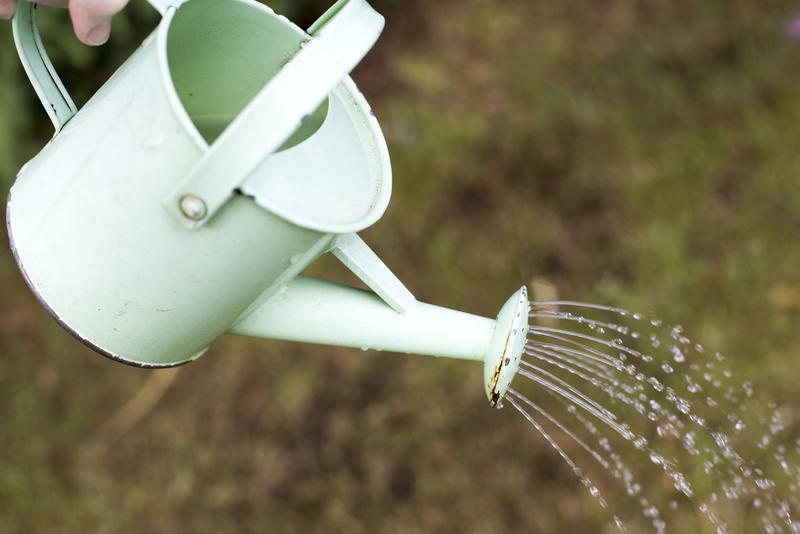 Person using a vintage watering can in a garden to spray the plants in a close up on the white painted can