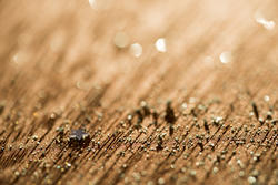 17773   Close up abstract of textured wood surface