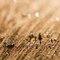 17773   Close up abstract of textured wood surface