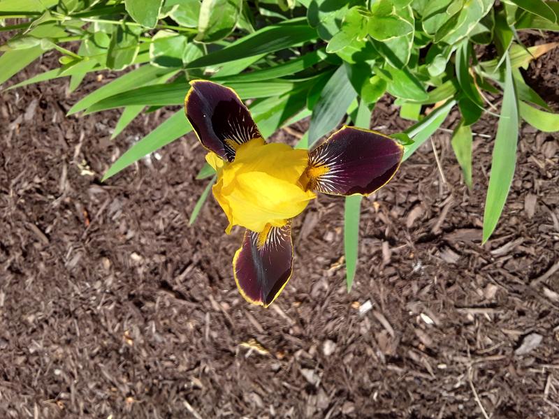 <p>A beautifull yellow and purple iris</p>
A gorgeous yellow iris