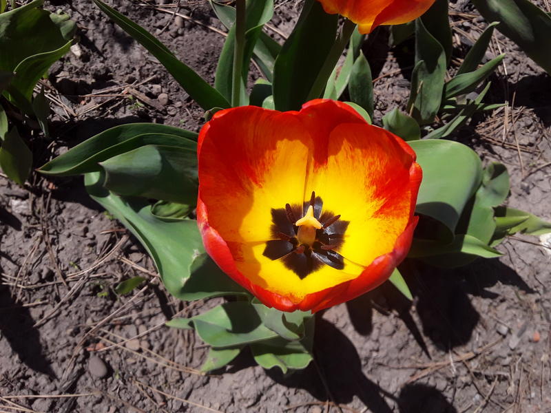 <p>A gorgeous tulip</p>
A gorgeous tulip