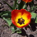 17631   A beautifull tulip