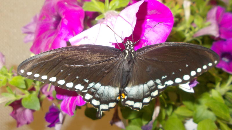 <p>A beautifull photo I took at the butterfly exhibit at the New York State Fair</p>
A gorgeous black butterfly