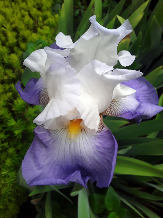 <p>A gorgeous purple and white iris</p>
A beautifull purple iris in full bloom