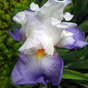 17534   Purple Iris