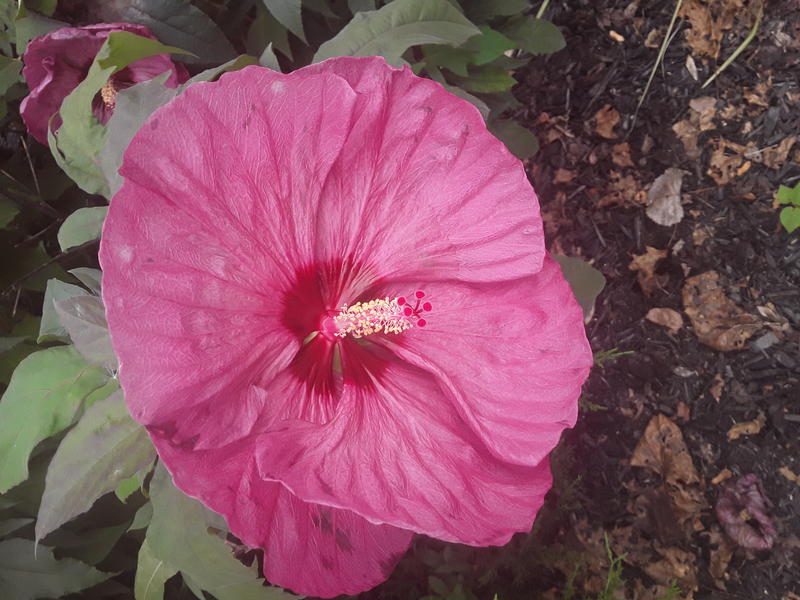 <p>A gorgeous pink hybiscus</p>
A gorgeous pink hybiscus in full bloom