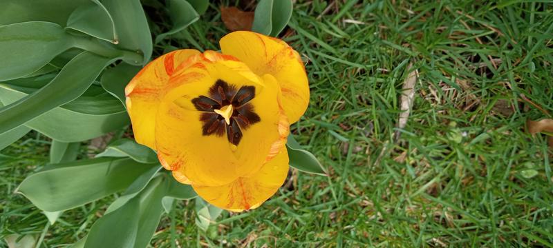 <p>Gorgeous Yellow Tulip</p>
Gorgeous yellow tulip in full bloom