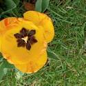 17900   Yellow Tulip
