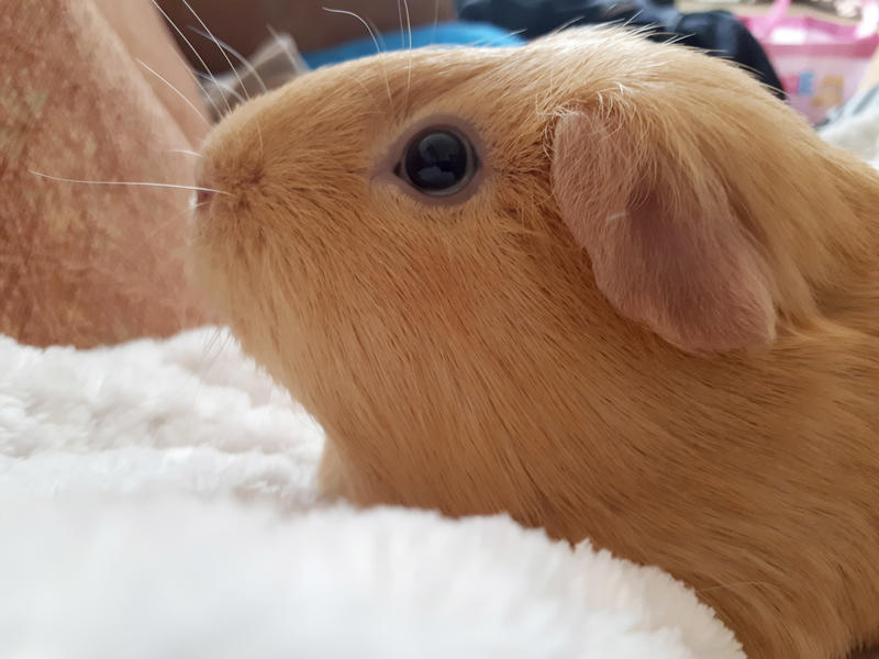 <p>guinea pig, caramel, boy</p>
