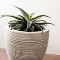 17390   Potted ornamental aloe in a ridge white flowerpot