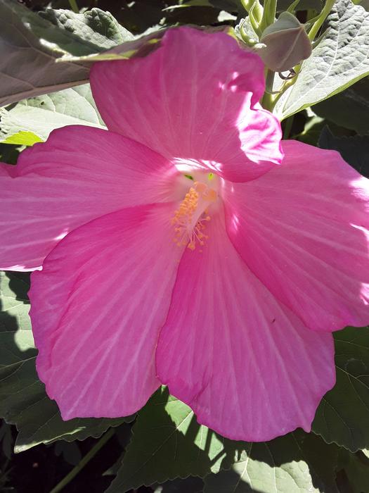 <p>A beautifull pink flower</p>
A gorgeous pink hybiscus in full bloom