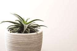 17382   Isolated potted aloe plant over a white background