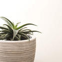 17382   Isolated potted aloe plant over a white background