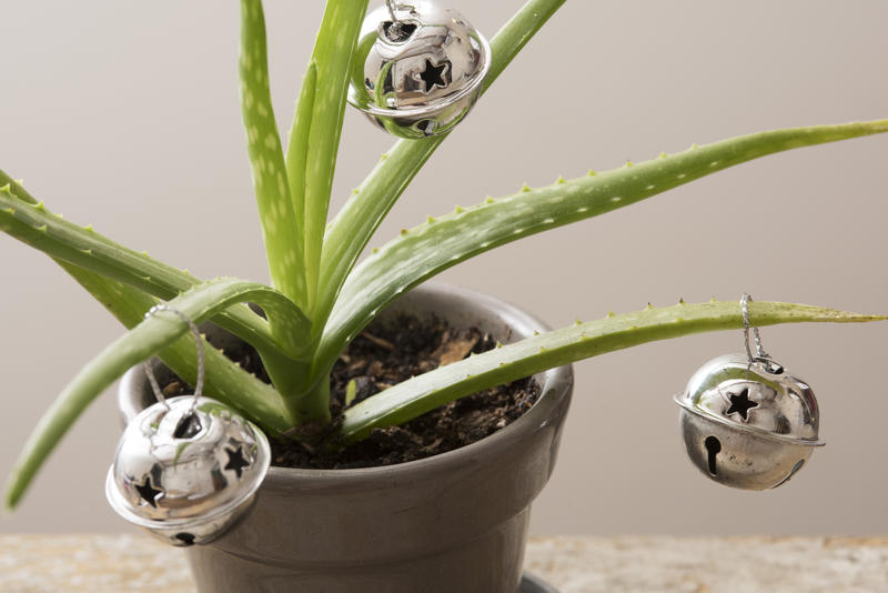 an aloe pot plant decorated with silver jingle bells
