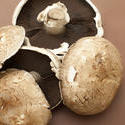 17244   Large fresh raw portobello mushrooms