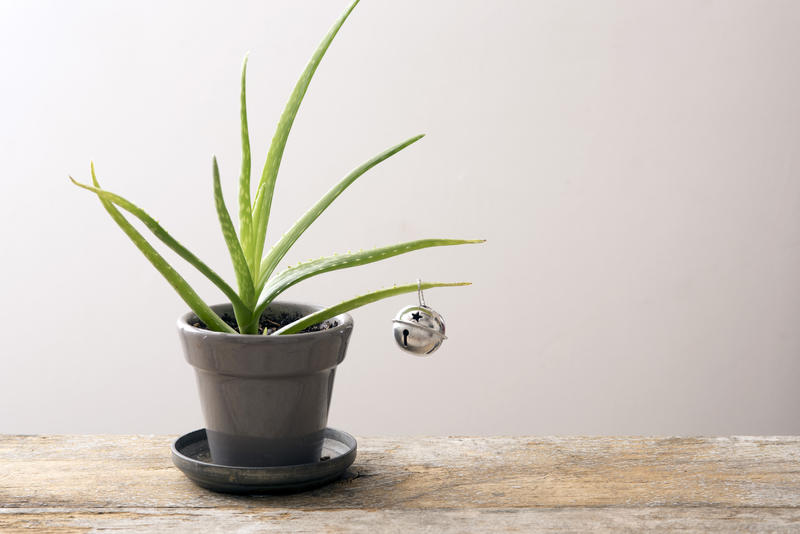 an aloe plant with a single christmas bell, concept of an austere christmas