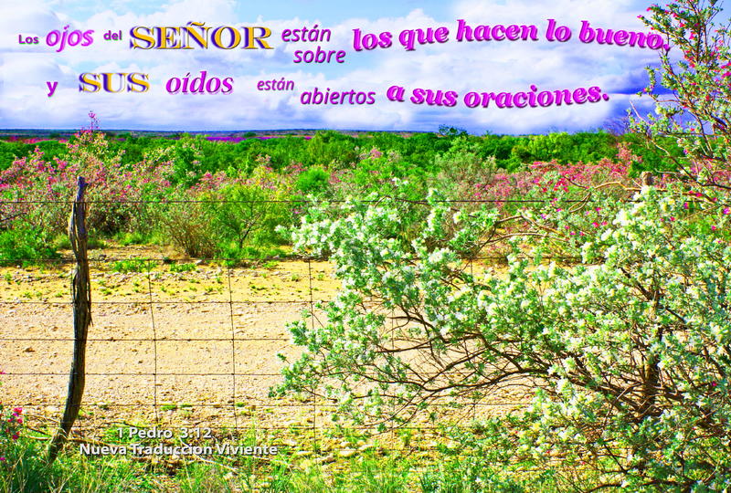 <p>Ranchland with blooms on bushes and distant view</p>
Ranchland with blooms and distant view