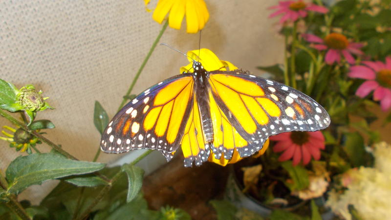 <p>A gorgeous monarch butterfly</p>
A beautifull monarch butterfly