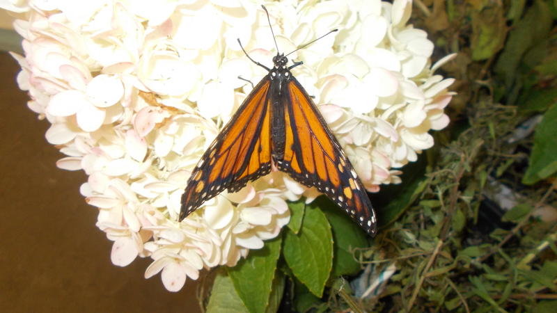 <p>A beautifull monarch butterfly</p>
A beautifull monarch butterfly