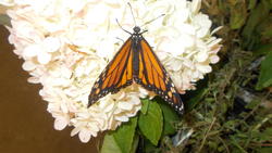 17491   Monarch Butterfly