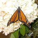17491   Monarch Butterfly