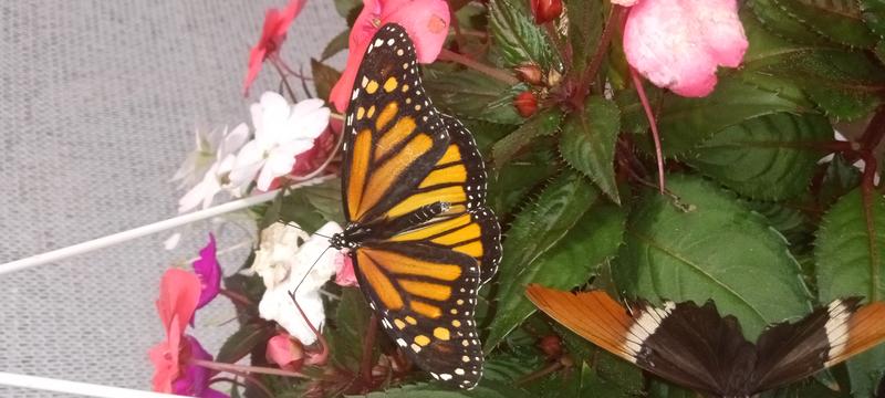 <p>Beautifull monarch butterfly</p>
Beautifull monarch butterfly