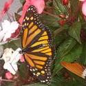 17936   Monarch Butterfly