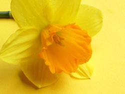 17357   Close up on a single fresh yellow spring daffodil