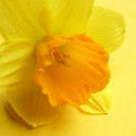 17357   Close up on a single fresh yellow spring daffodil