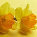 17358   Two colorful yellow fresh cut daffodil flowers