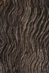 17777   Wavy undulating ridged wood background texture
