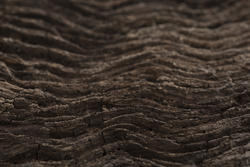 17778   Wavy tree bark texture