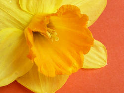 17359   Close up on the corona of a yellow spring daffodil