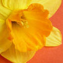 17359   Close up on the corona of a yellow spring daffodil
