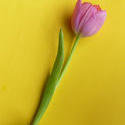 17360   One fresh cut tulip on yellow background