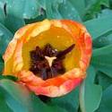 17953   Orange Tulip