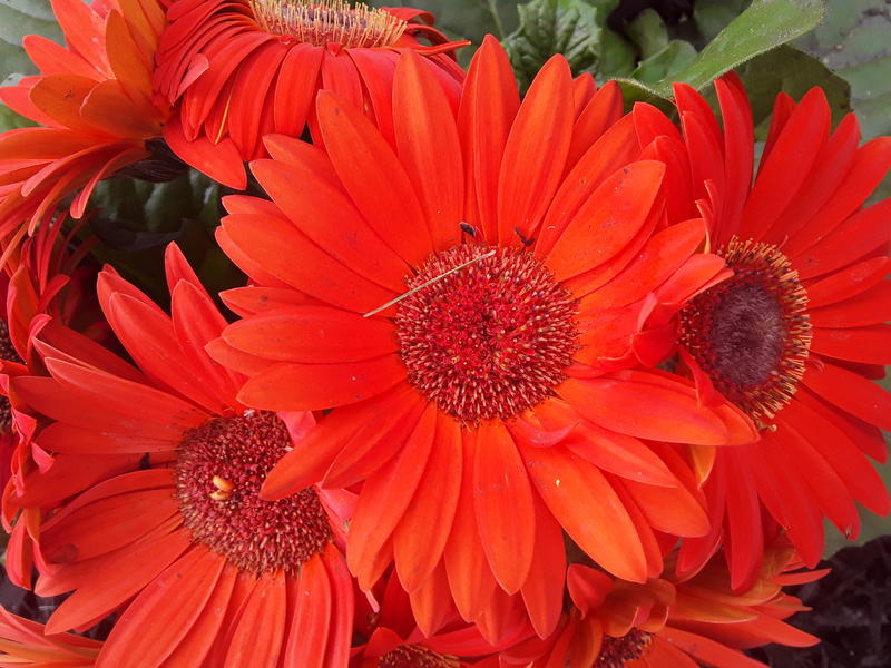 <p>Beautifull orange daisies in full bloom</p>
Gorgeous orange daisies