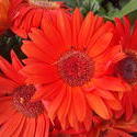 17541   Orange Dasises