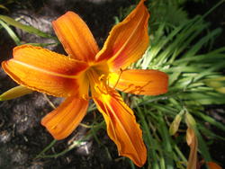 17883   Orange Lilies