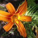 17883   Orange Lilies