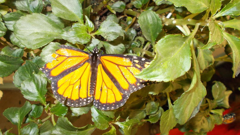 <p>A gorgeous monarch butterfly with its wings spread</p>
A beautifull monarch butterfly