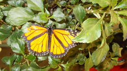 17487   Monarch Butterfly